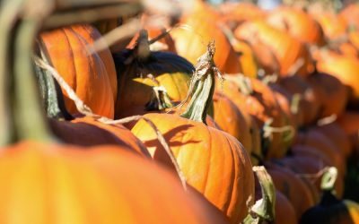 BEST PUMPKIN PATCHES IN SOCAL 2018